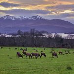 Grazing Deer in Killarney National Park