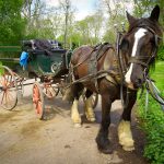Horse drawn jaunting car ride in Killarney National Park