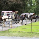 Horse Drawn jaunting cars waiting at Ross Castle for their passengers