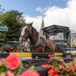 Enjoy the sights of Killarney National Park from the traditional Jaunting Car. Operating all year-round, the Killarney Jaunting car trip is a "must" for every one visiting Killarney.