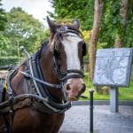 Enjoy the sights of Killarney National Park from the traditional Jaunting Car. Operating all year-round, the Killarney Jaunting car trip is a "must" for every one visiting Killarney.