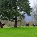 Enjoy the sights of Killarney National Park from the traditional Jaunting Car. Operating all year-round, the Killarney Jaunting car trip is a "must" for every one visiting Killarney.
